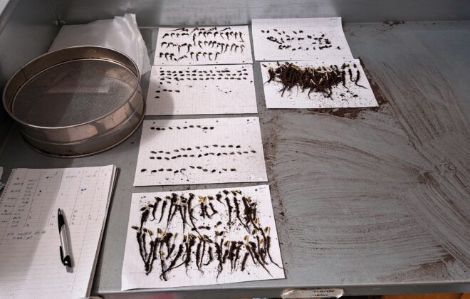 Short-Term Scientific Mission Experience in Sunflower Root Phenotyping